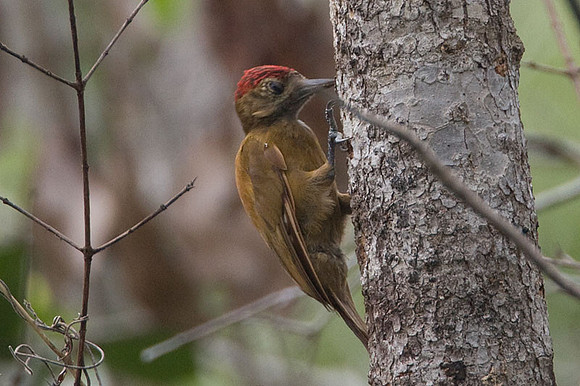 Smoky-brown Woodpecker (Veniliornis fumigatus)