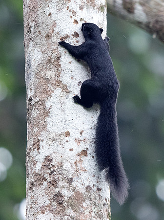 Borneo black-banded squirrel (Callosciurus orestes)