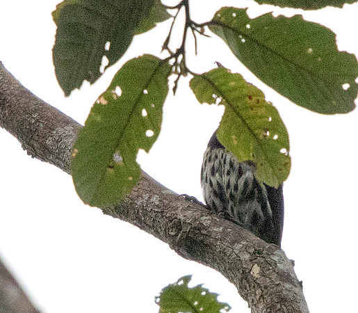 Dark-throated oriole (Oriolus xanthonotus)
