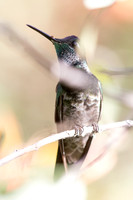 Magnificent hummingbird (Eugenes fulgens)
