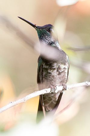 Magnificent hummingbird (Eugenes fulgens)