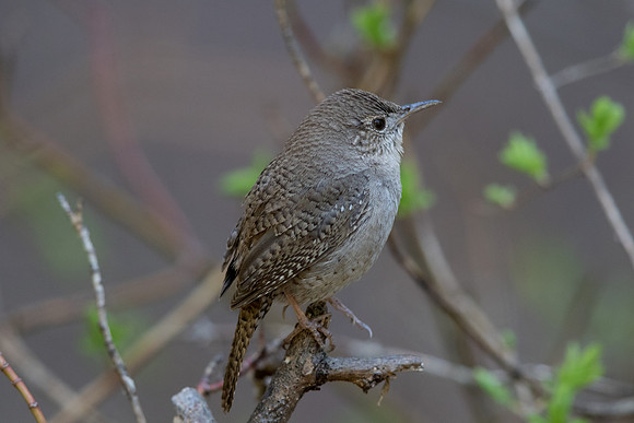 House wren (Troglodytes aedon)