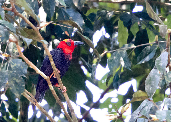 Bornean bristlehead (Pityriasis gymnocephala)