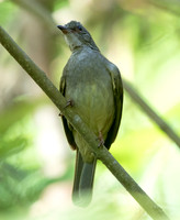 Ashy-fronted bulbul (Pycnonotus cinereifrons)