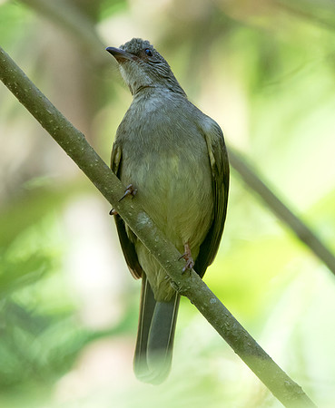 Ashy-fronted bulbul (Pycnonotus cinereifrons)