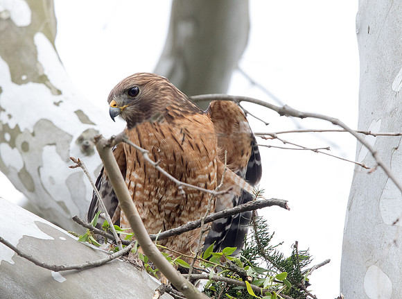 Red-shouldered hawk