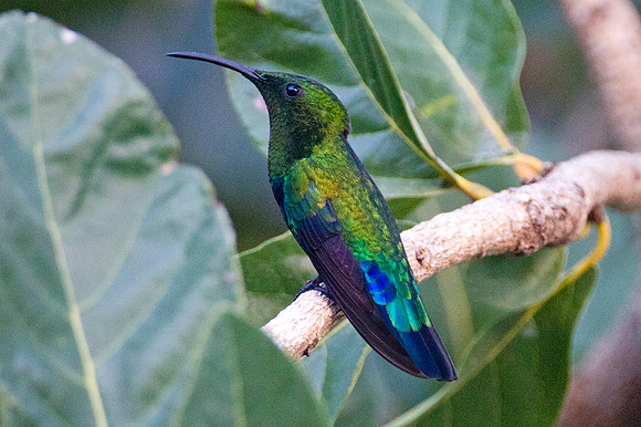 Green-throated Carib (Eulampis holosericeus)