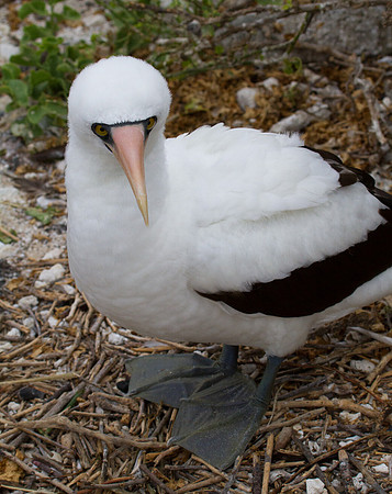 Nazca Booby (Sula granti)