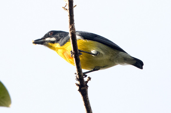 Palawan flowerpecker (Prionochilus plateni)