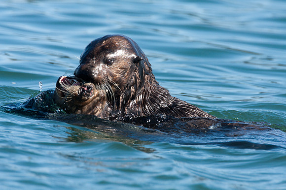 Sea Otter (Enhydra lutris)