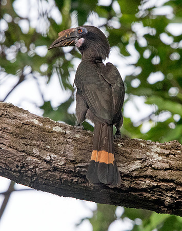 Luzon hornbill (Penelopides manillae) Female