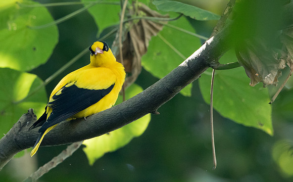 Black-naped oriole (Oriolus chinensis)