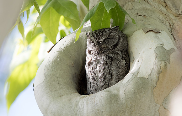 Western screech owl (Megascops kennicottii)