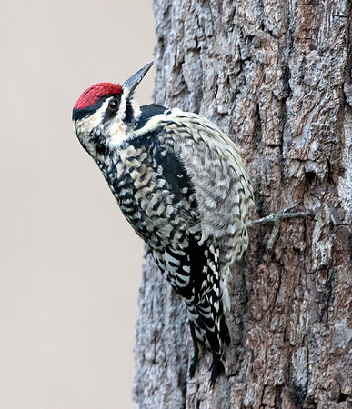 Yellow-bellied sapsucker (Sphyrapicus varius) Female