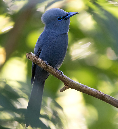 Blue paradise flycatcher (Terpsiphone cyanescens) Male