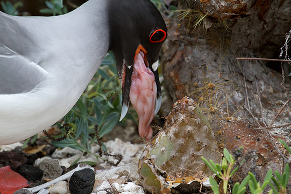 Swallow-tailed Gull (Creagrus furcatus)