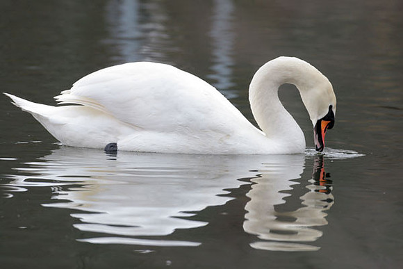 Mute Swan (Cygnus olor)