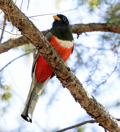 Elegant trogon (Trogon elegans) Male