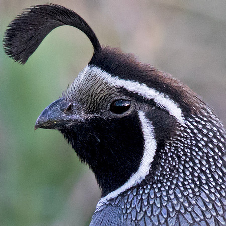 California quail (Callipepla californica) Male