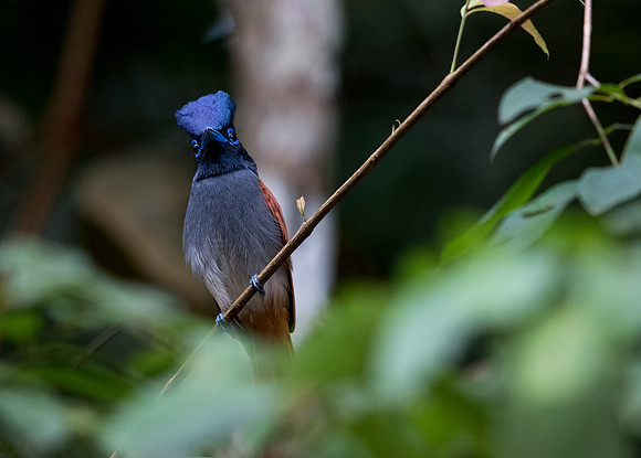 Asian paradise flycatcher (Terpsiphone paradisi) Male