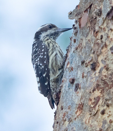 Philippine pygmy woodpecker (Yungipicus maculatus)