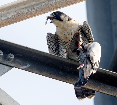 Peregrine falcon (Falco peregrinus)