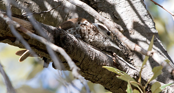 Arizona woodpecker (Leuconotopicus arizonae)