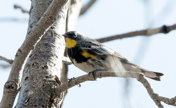 Yellow-rumped warbler (Setophaga coronata)