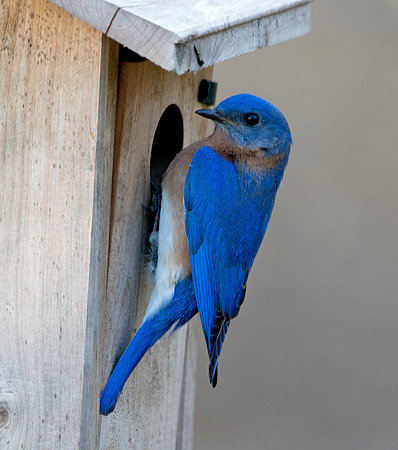 Eastern bluebird (Sialia sialis) Male
