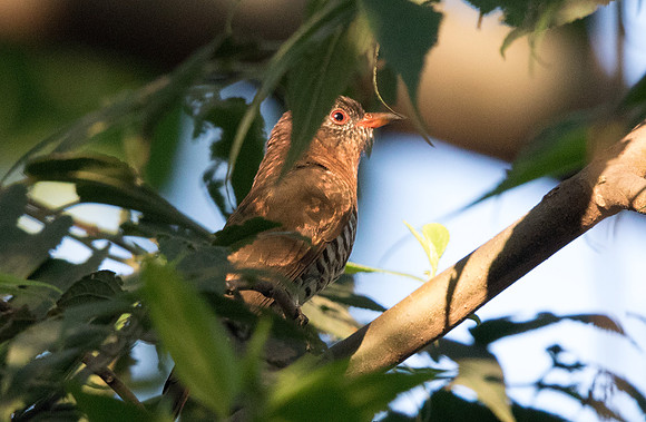 Violet cuckoo (Chrysococcyx xanthorhynchus) Female