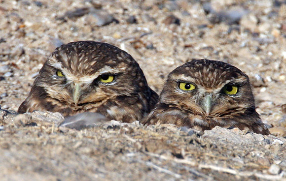 Burrowing Owl (Athene cunicularia)