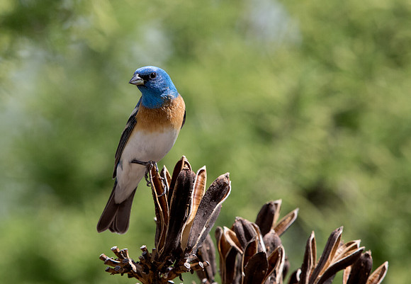 Lazuli bunting (Passerina amoena)  Male