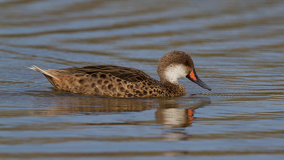 White-cheeked Pintail (Anas bahamensis)