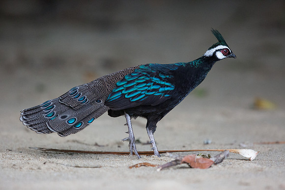 Palawan peacock-pheasant (Polyplectron napoleonis) Male
