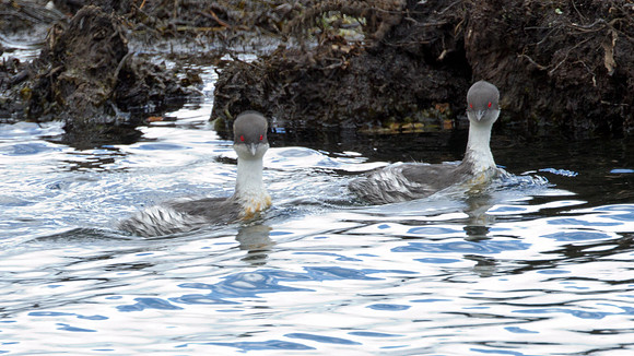 Silvery Grebe (Podiceps occipitalis)
