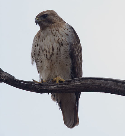 Red-tailed Hawk (Buteo jamaicensis)