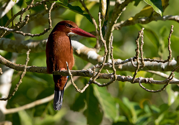 White-throated kingfisher (Halcyon smyrnensis)