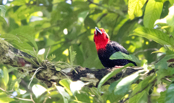 Bornean bristlehead (Pityriasis gymnocephala)