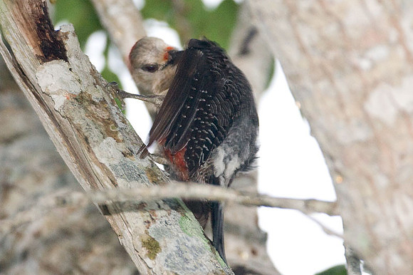 Golden-fronted Woodpecker (Melanerpes aurifrons)