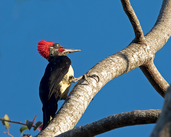 White-bellied woodpecker  (Dryocopus javensis) Male