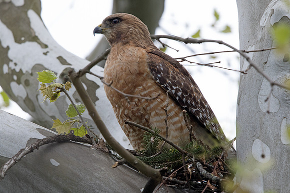 Red-shouldered hawk (Buteo lineatus)