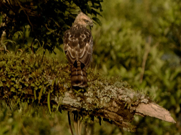 Philippine hawk-eagle (Nisaetus philippensis)