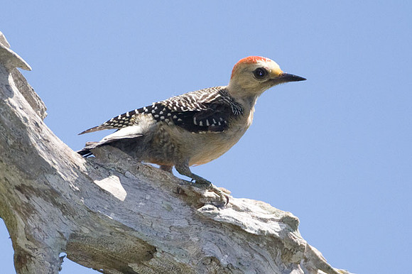 Yucatan Woodpecker (Melanerpes pygmaeus) juvenile