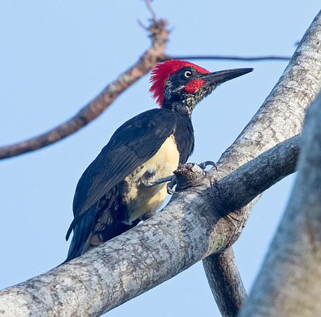White-bellied woodpecker  (Dryocopus javensis) Male