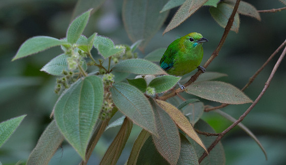 Blue-winged leafbird (Chloropsis cochinchinensis) Female