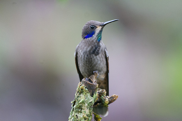Brown Violetear (Colibri delphinae)