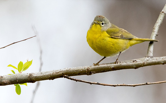 Nashville warbler (Oreothlypis ruficapilla)