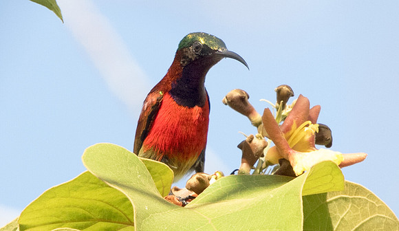 Purple-throated sunbird (Leptocoma sperata) Male