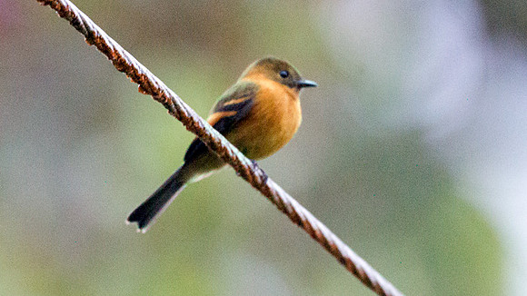 Cinnamon Flycatcher (Pyrrhomyias cinnamomeus)