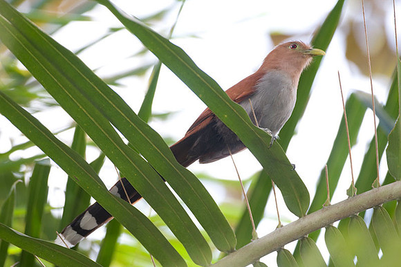 Squirrel Cuckoo (Piaya cayana)